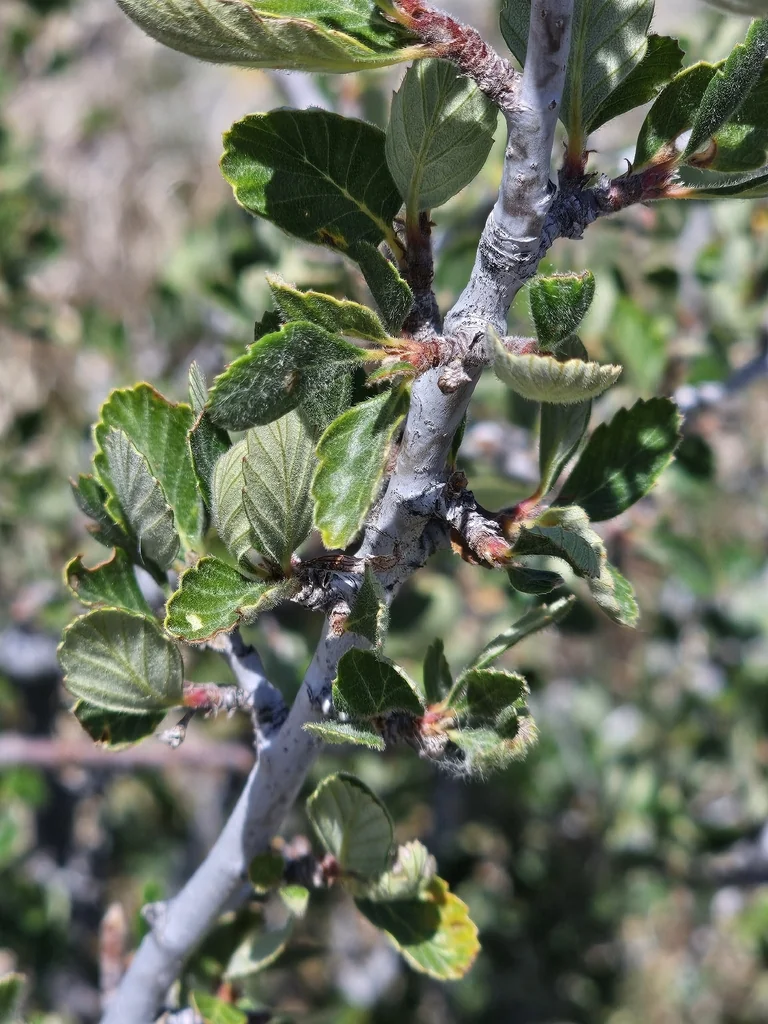 Cercocarpus Montanus