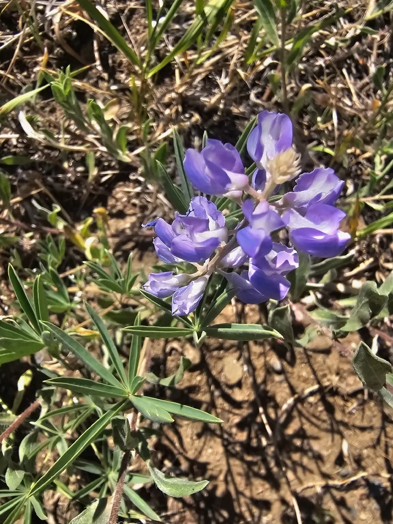 Lupinus Albifrons