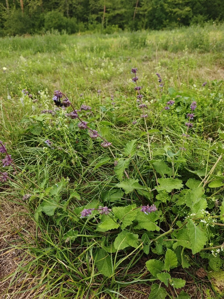 Salvia Verticillata