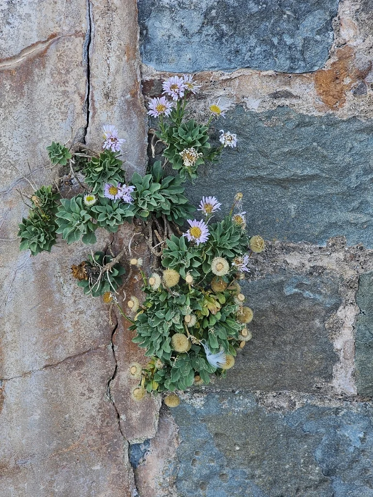 Erigeron Glaucus