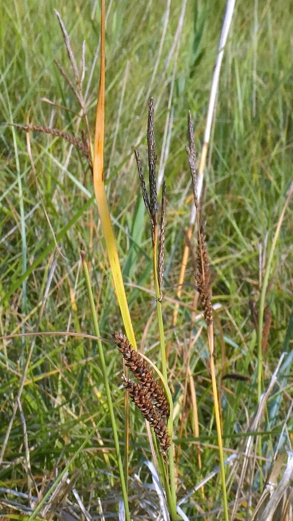 Carex Flacca