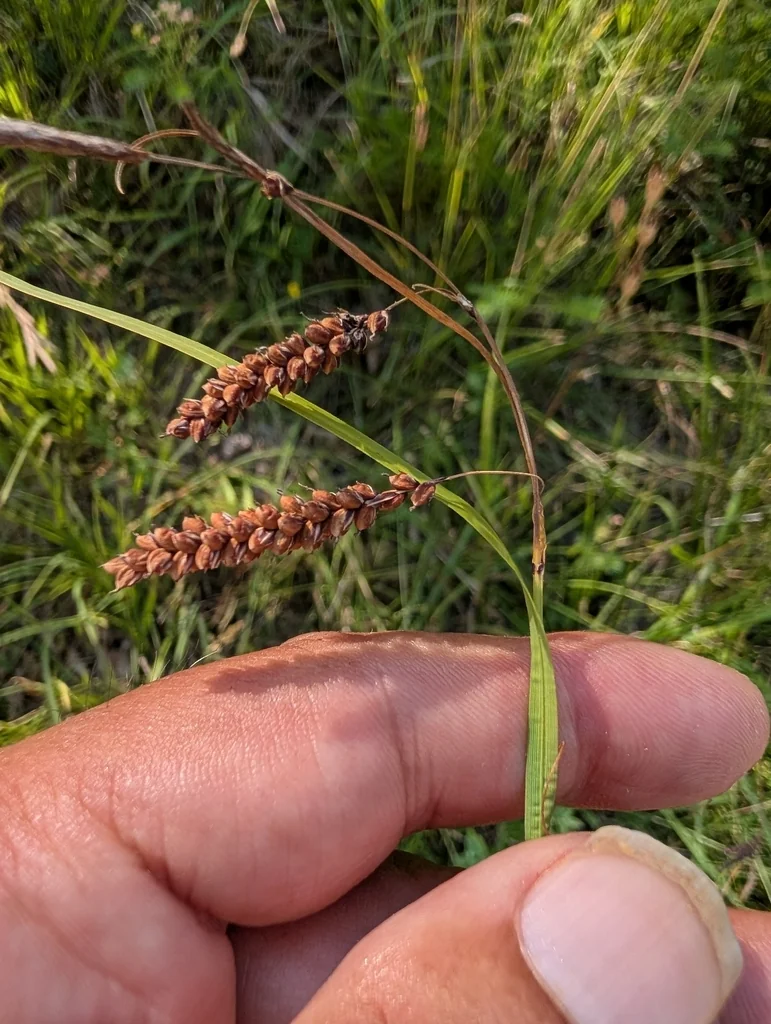 Carex Flacca