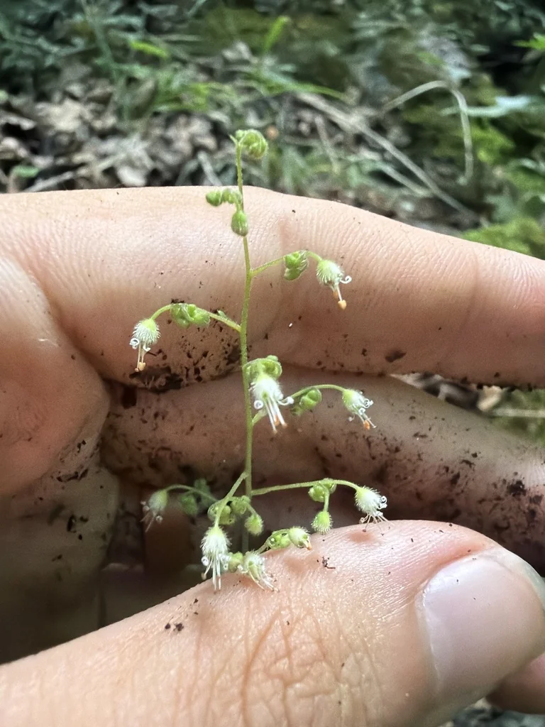 Heuchera Villosa