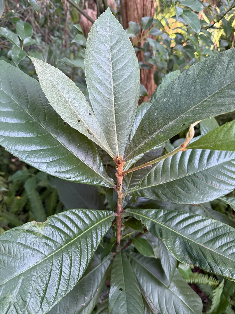 Eriobotrya Japonica