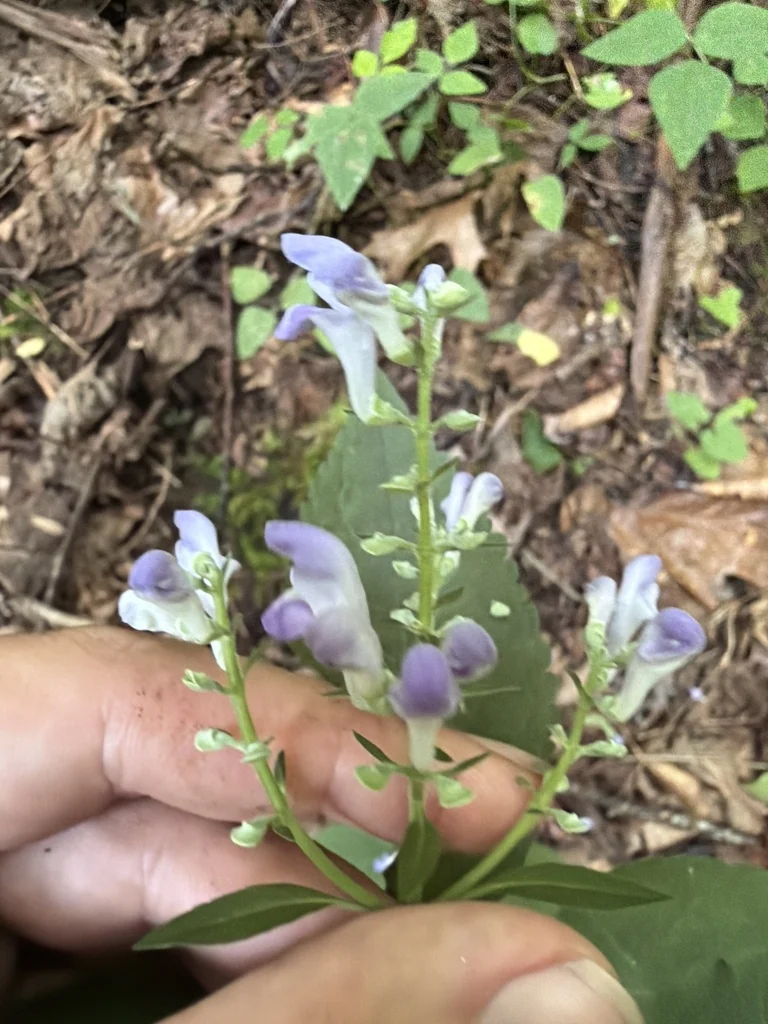 Scutellaria Incana