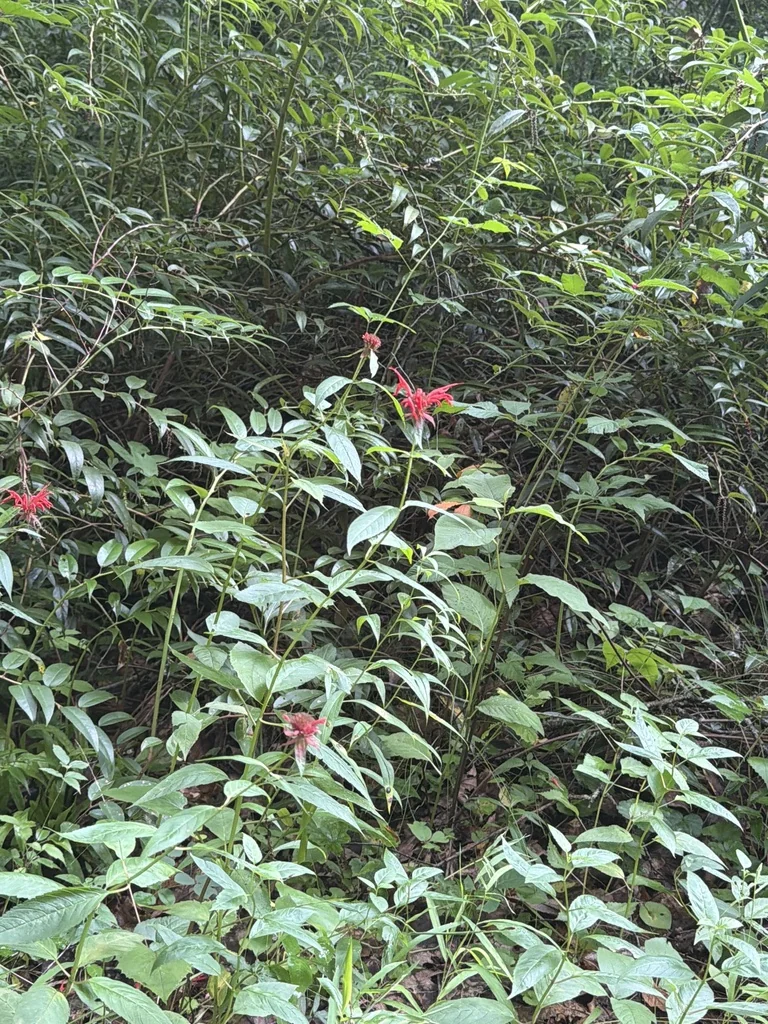 Monarda didyma
