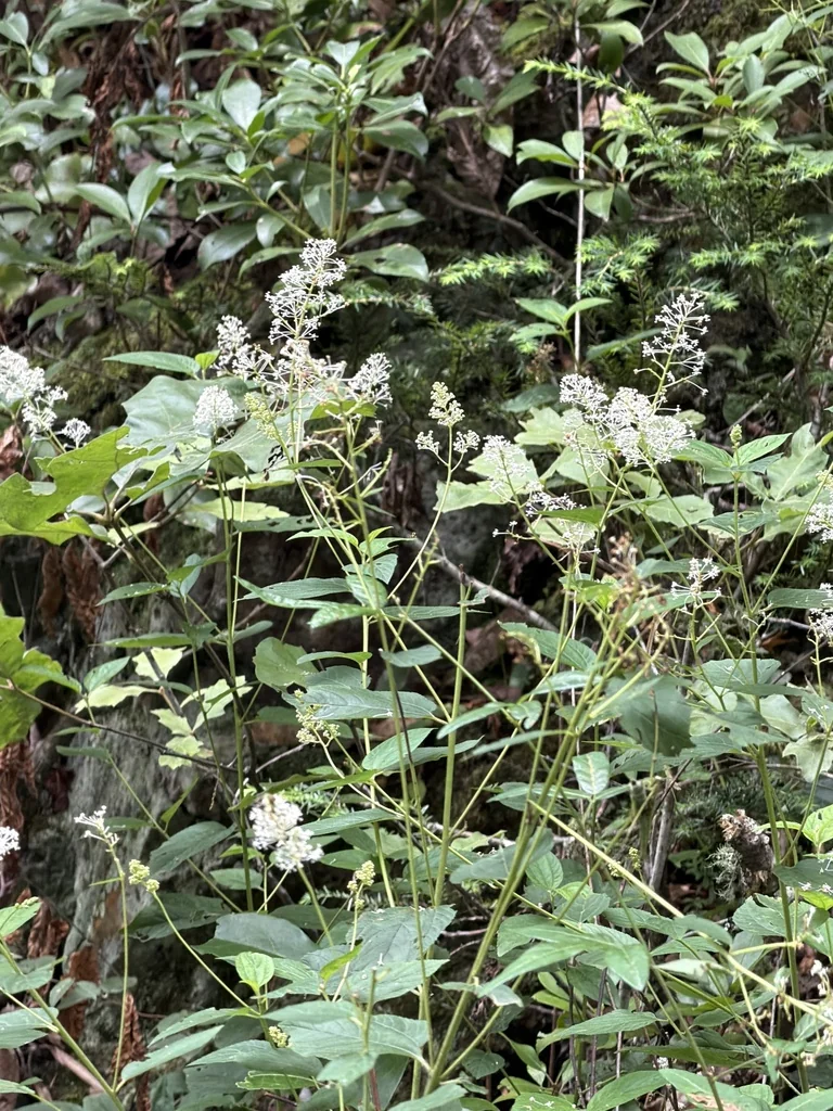 Ceanothus Americanus