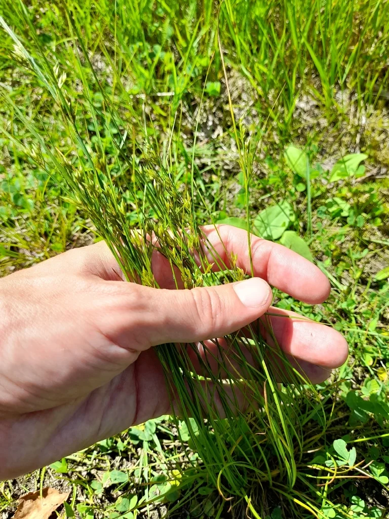 Juncus Tenuis
