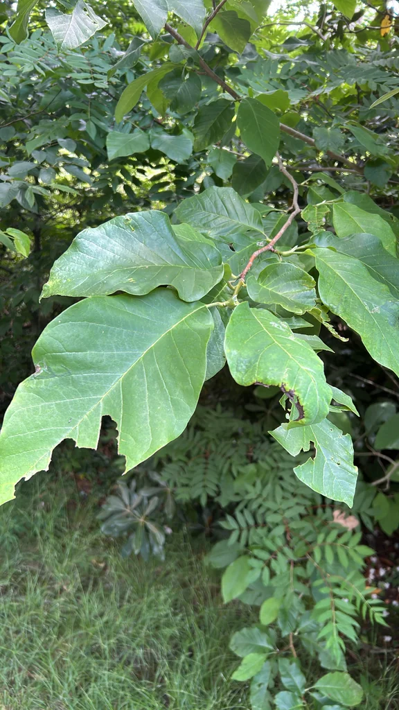 Magnolia Acuminata
