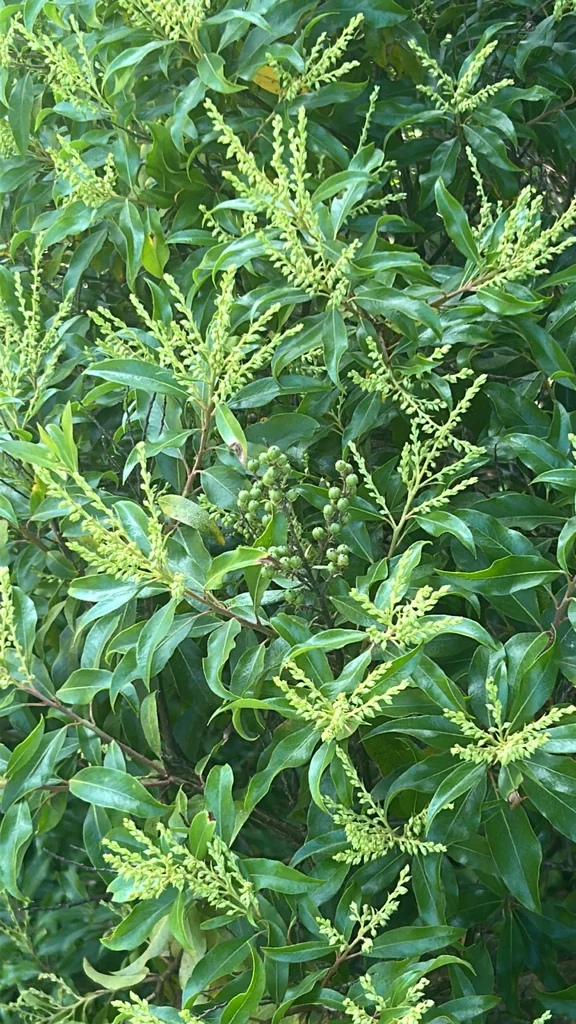 Pieris Floribunda