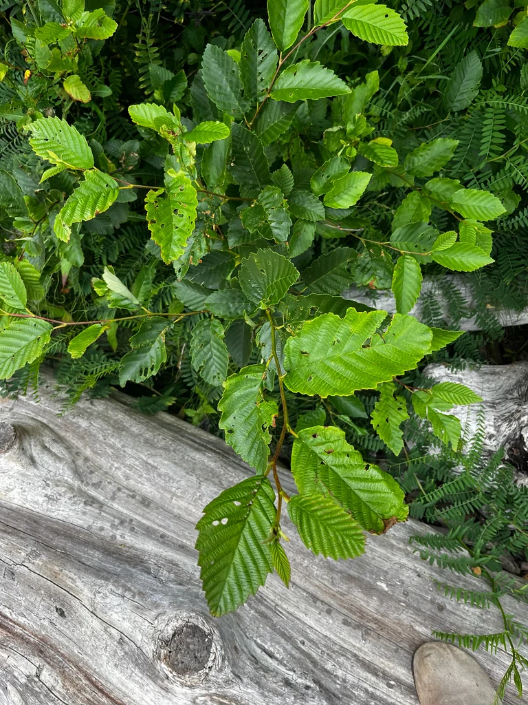 Alnus Rubra