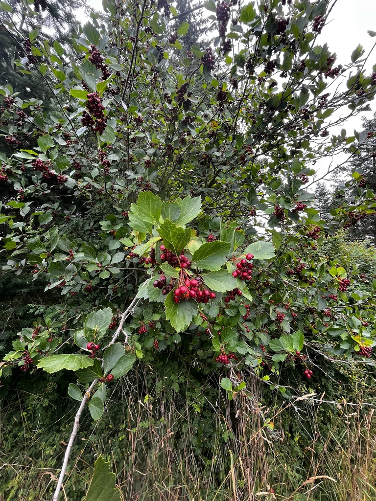 Crataegus Douglasii