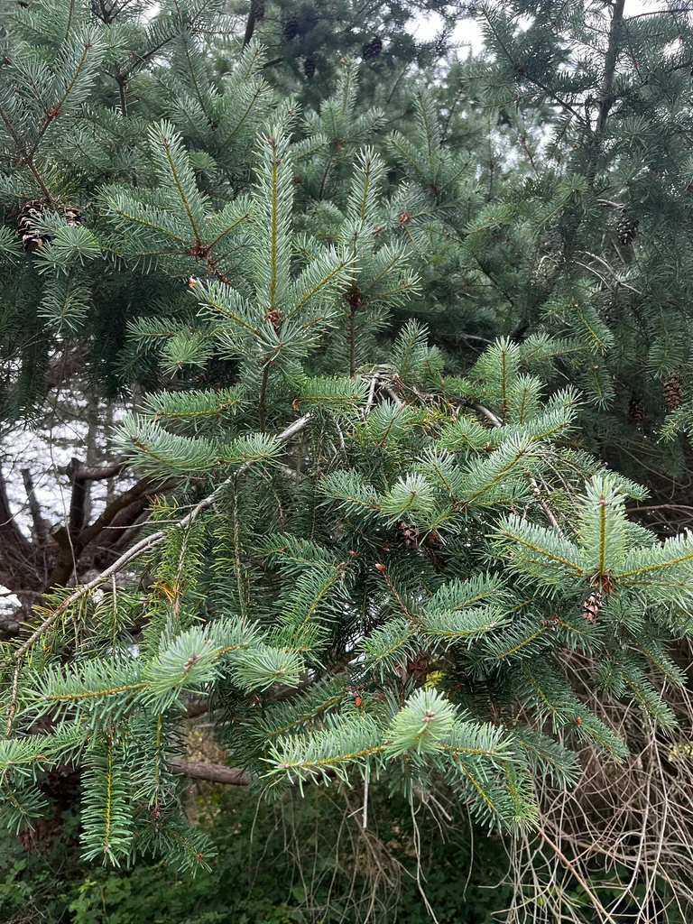 Picea Sitchensis