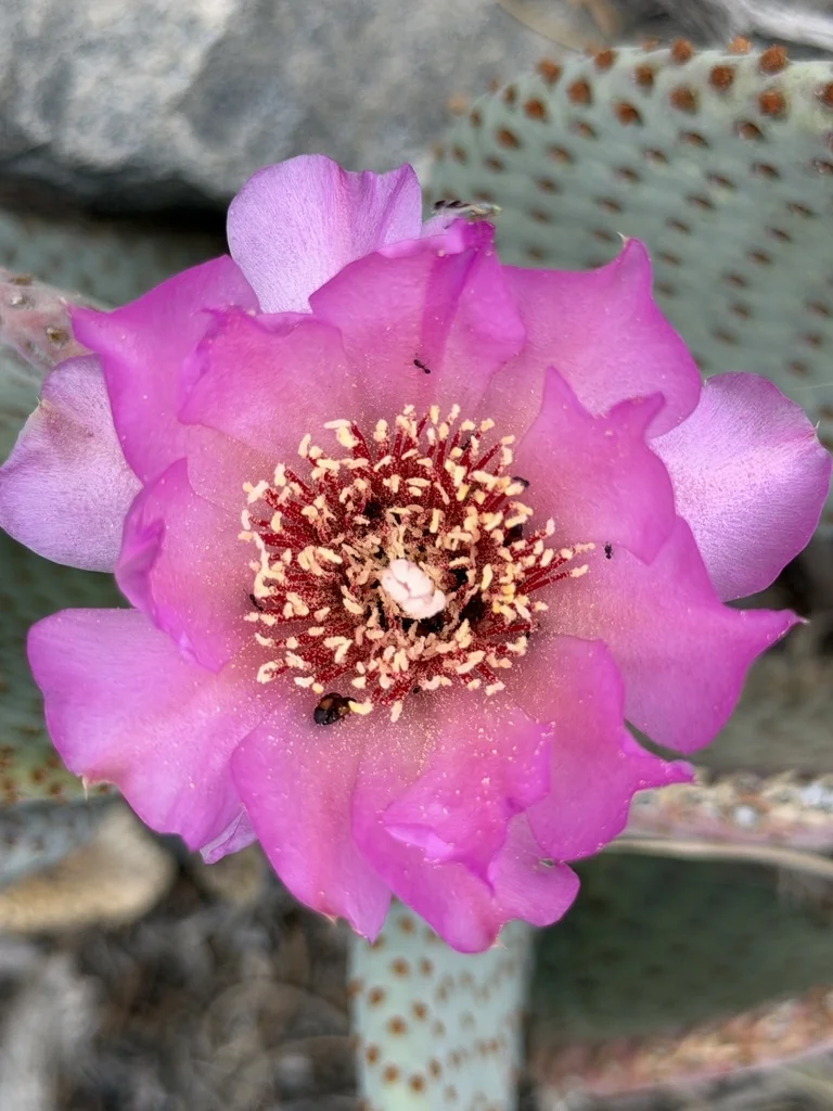 Opuntia Basilaris