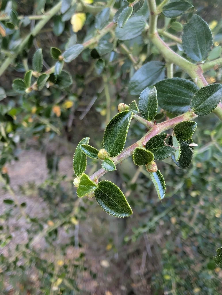 Ceanothus Oliganthus