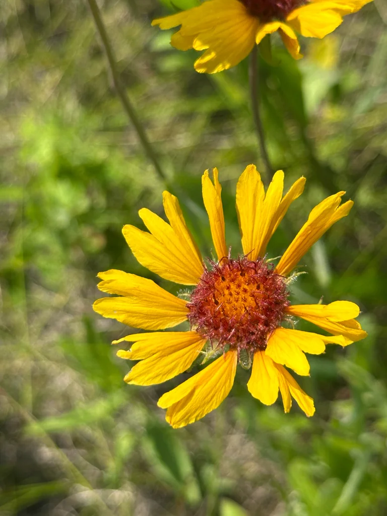 Gaillardia Aristata