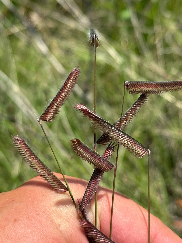 Bouteloua Gracilis