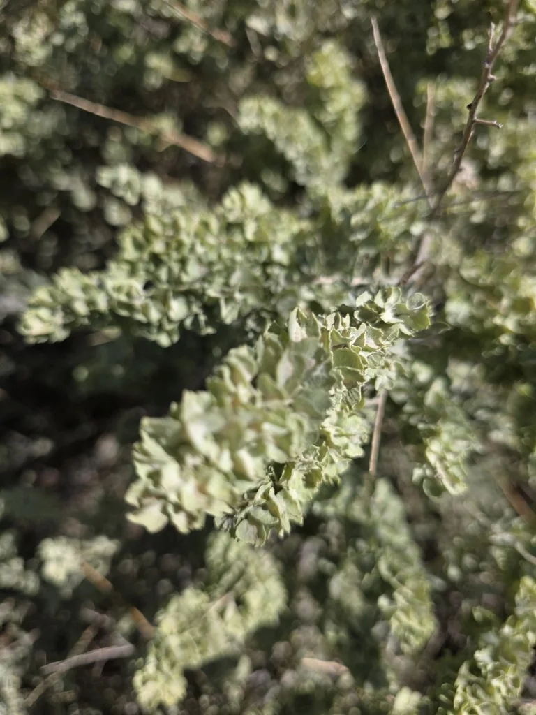 Atriplex Canescens