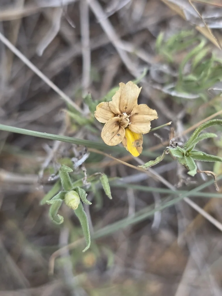 Zinnia Grandiflora
