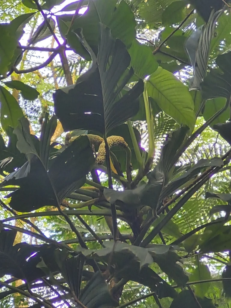 Monstera adansonii