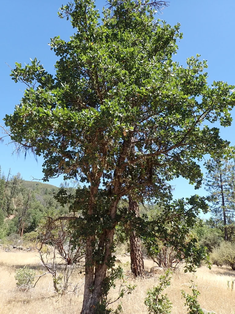 Quercus dumosa