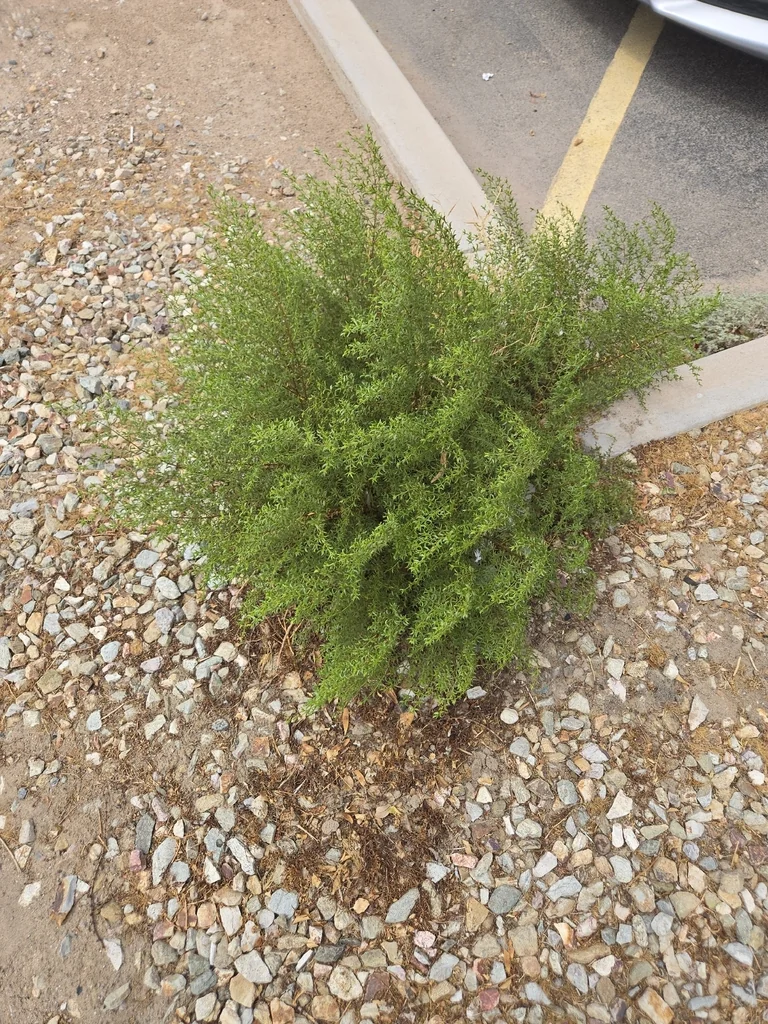 Larrea Tridentata