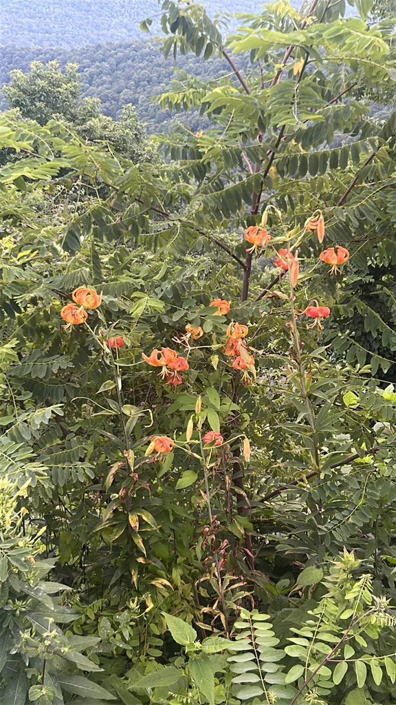 Lilium Superbum