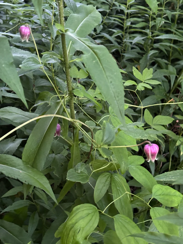 Clematis Viorna