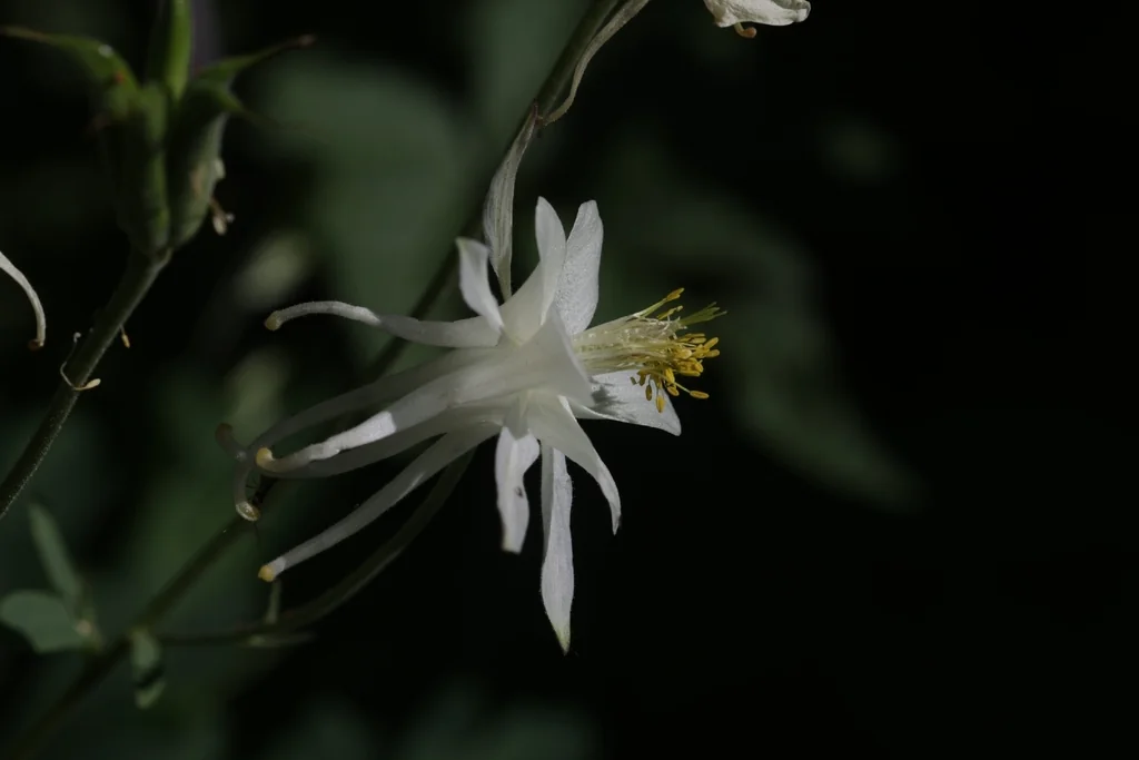 Aquilegia Caerulea