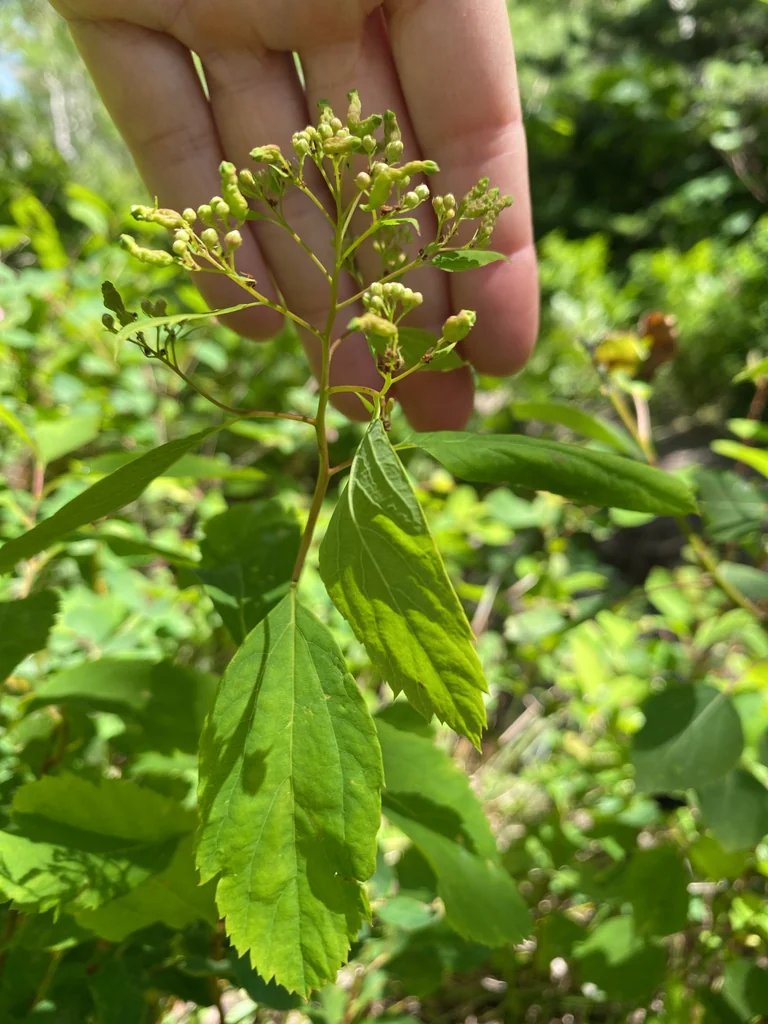 Spiraea Betulifolia Var. Lucida