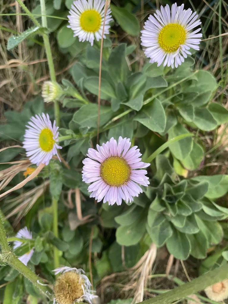 Erigeron Glaucus