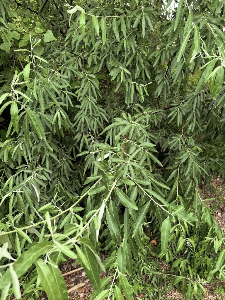 Elaeagnus angustifolia