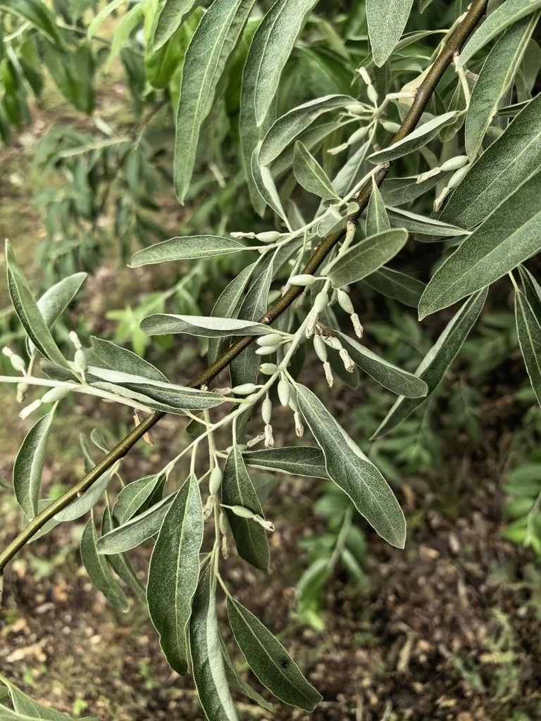 Elaeagnus angustifolia