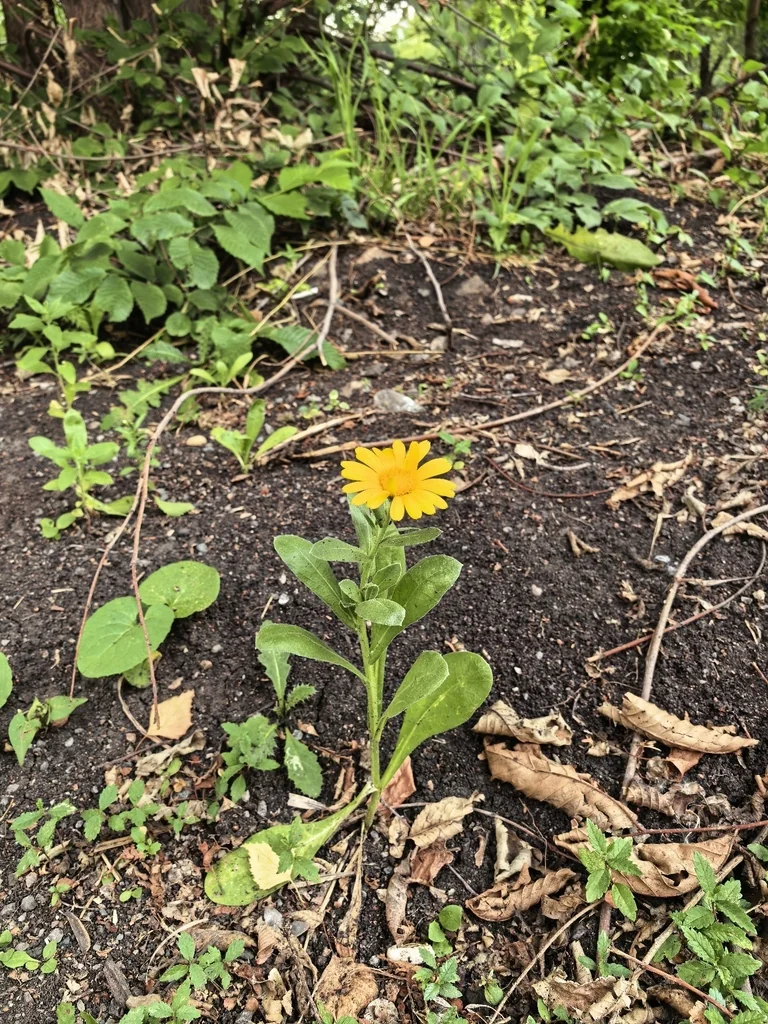 Calendula Officinalis