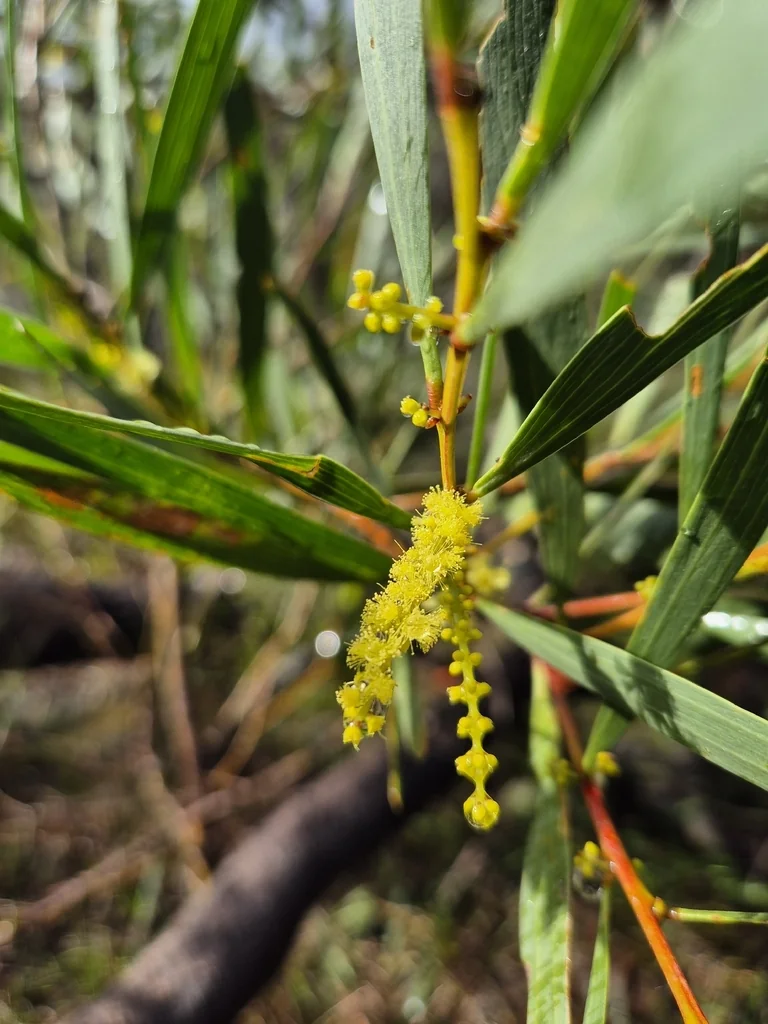 Acacia Longifolia