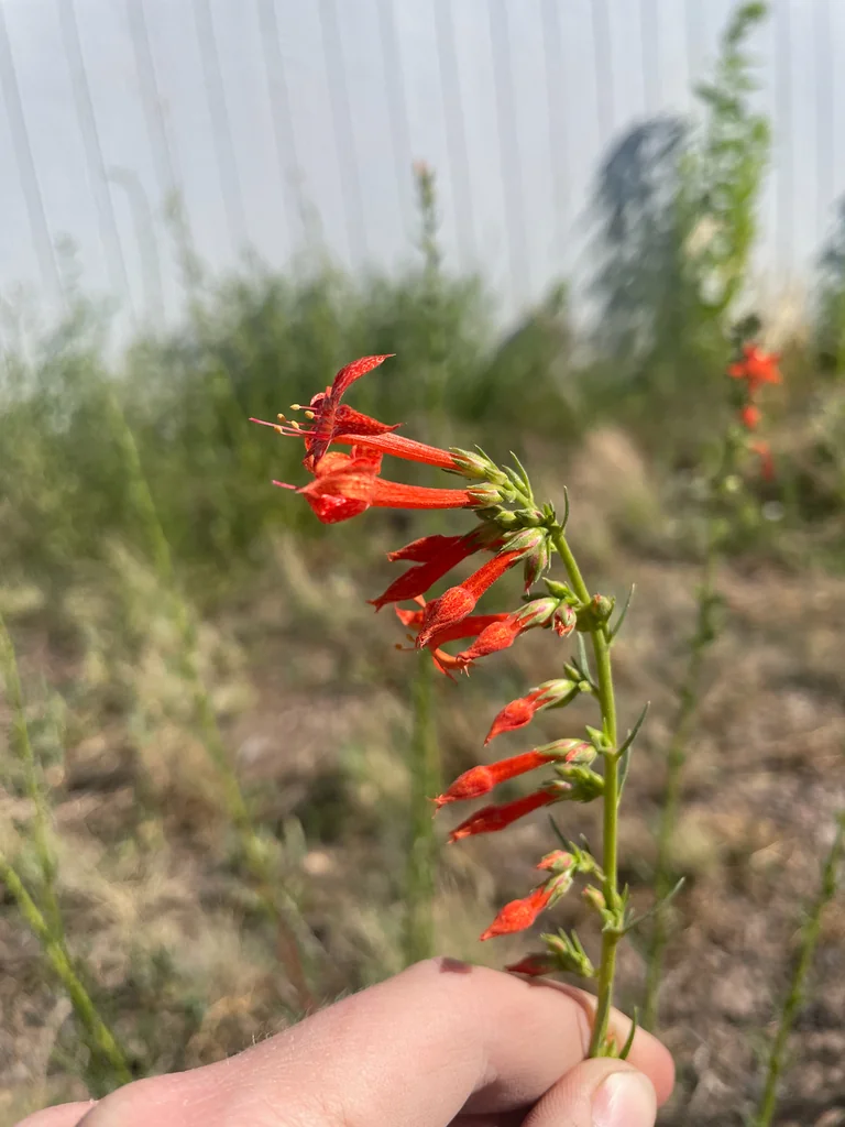 Ipomopsis Aggregata