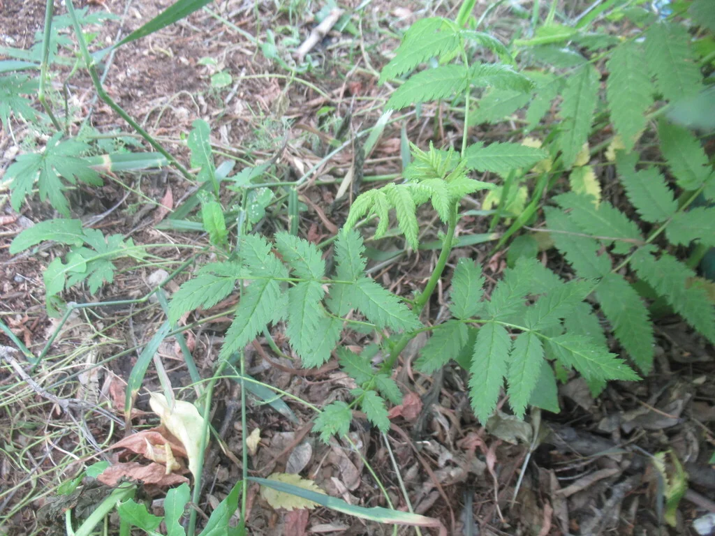 Sorbaria Sorbifolia