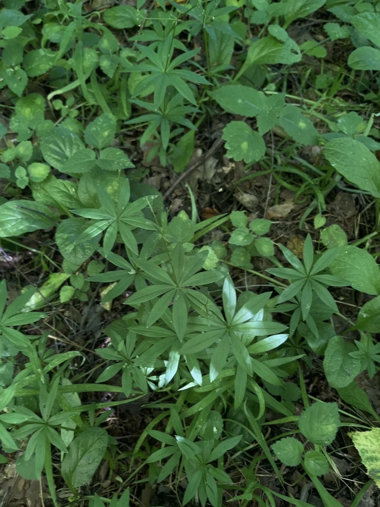 Galium Odoratum