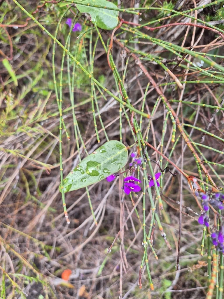 Hardenbergia Violacea