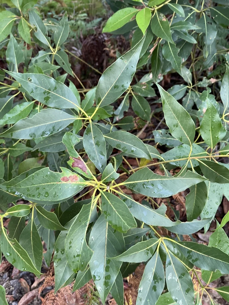 Lophostemon Confertus