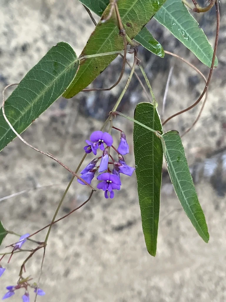 Hardenbergia Violacea