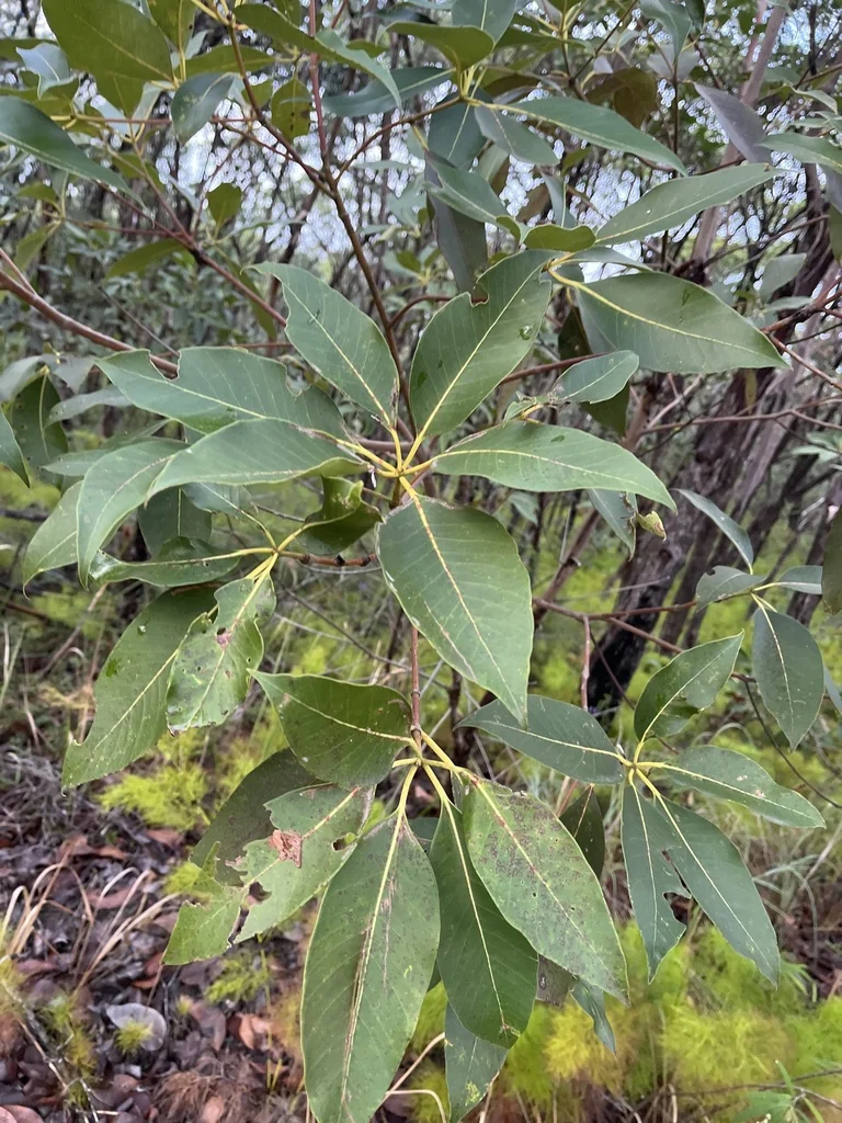 Lophostemon Confertus