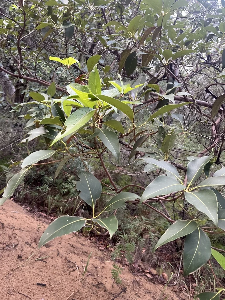 Lophostemon Confertus