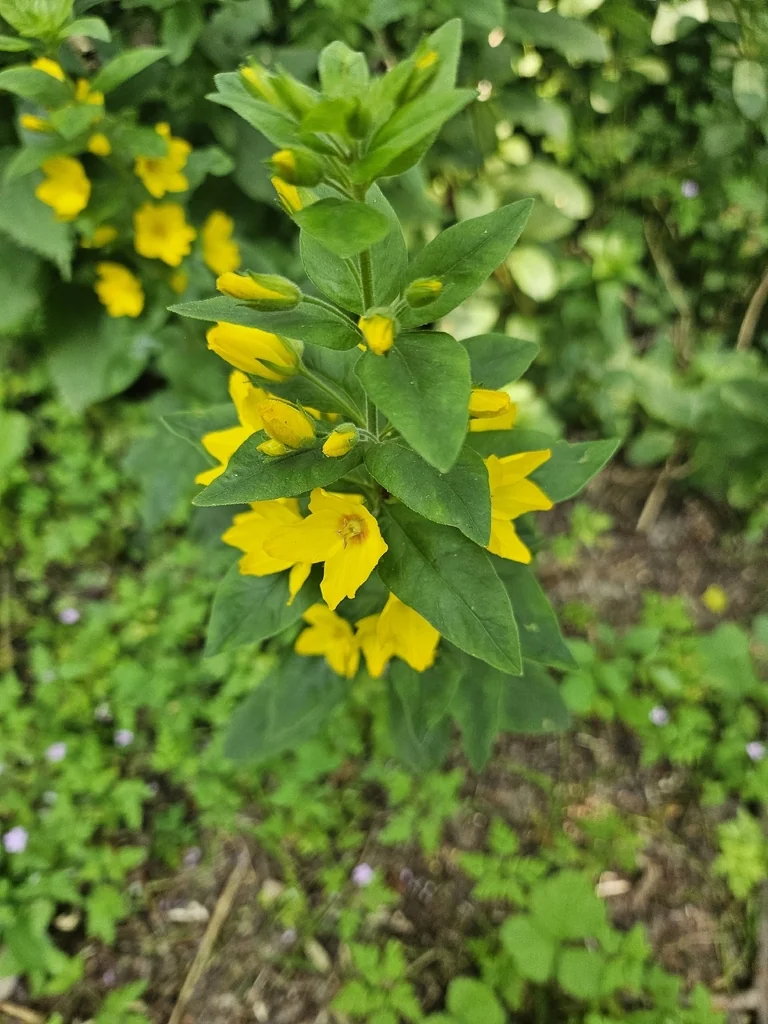 Lysimachia Punctata