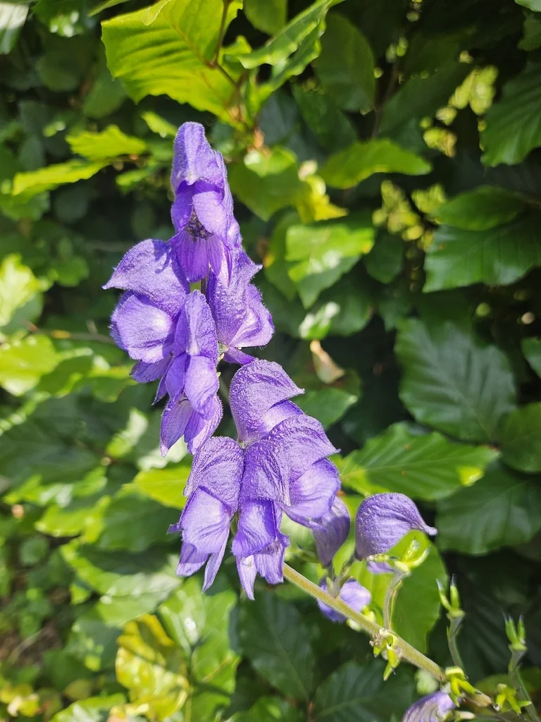 Aconitum Napellus