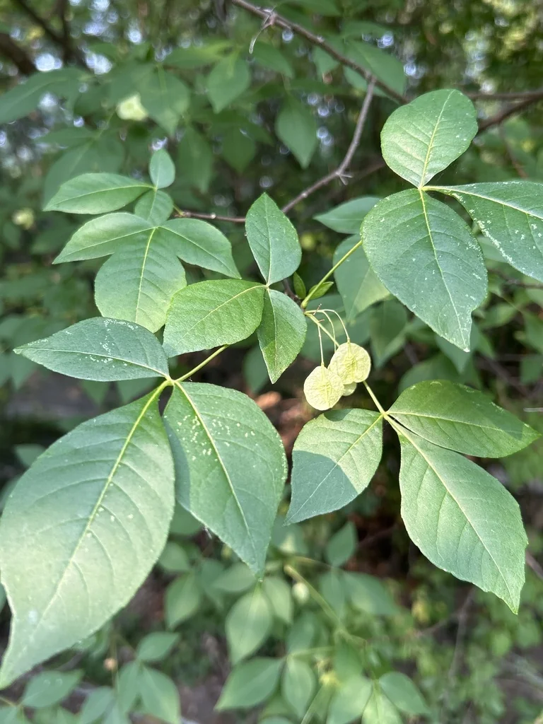 Ptelea Trifoliata