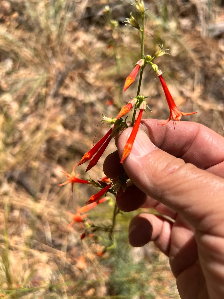 Ipomopsis Aggregata