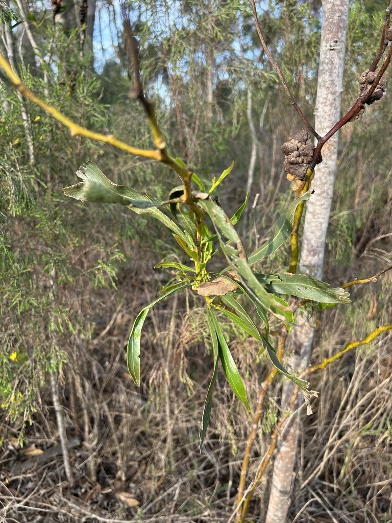 Acacia Saligna