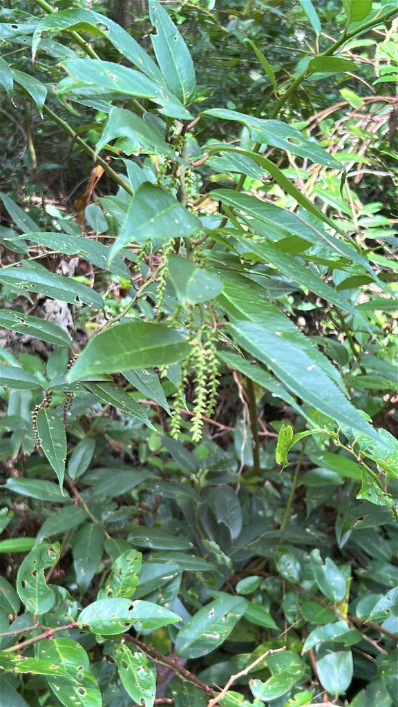 Leucothoe Fontanesiana