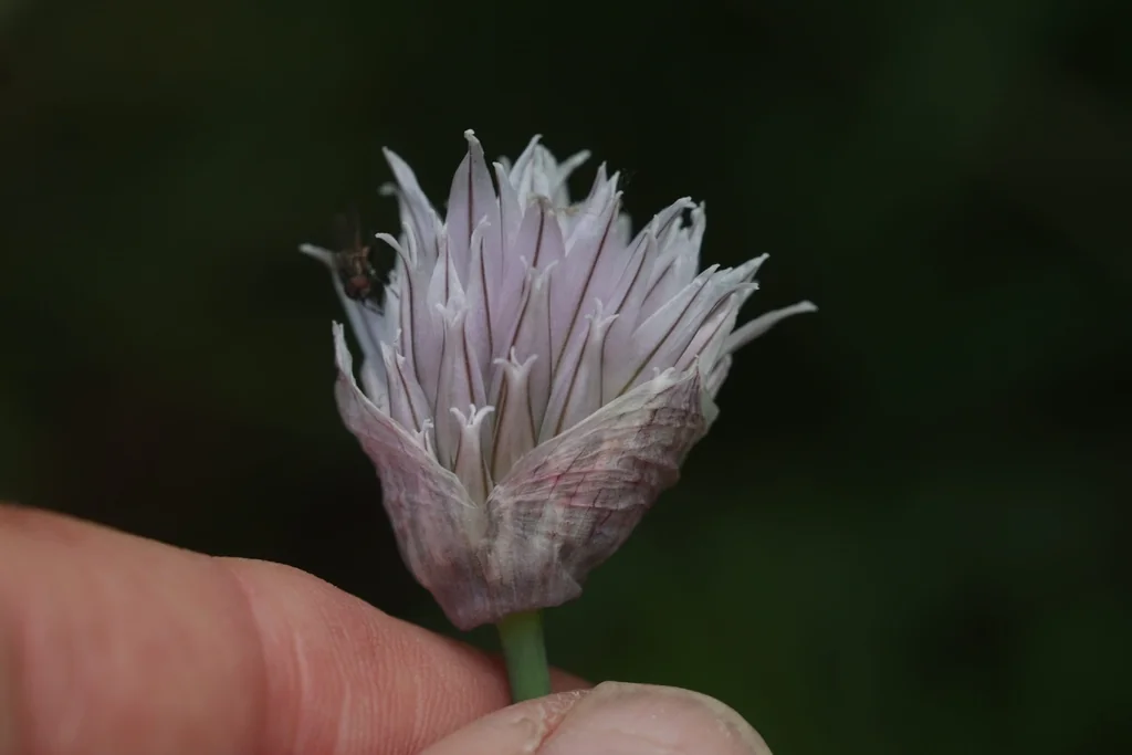 Allium Schoenoprasum